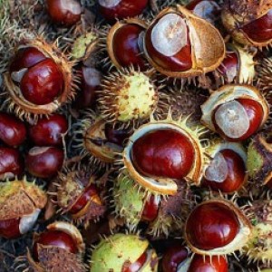 HORSE CHESTNUT EXTRACT (CHIẾT XUẤT HẠT DẺ NGỰA)